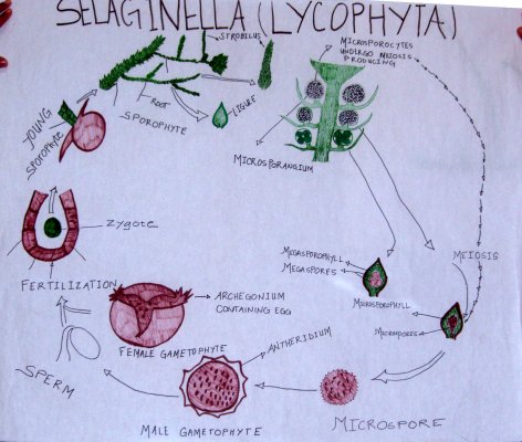 083023selaginella_lifecycle