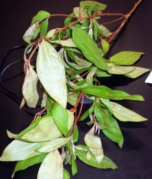 Pisetikimei - Melastoma malabathricum var. marianum