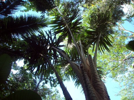 Caroline ivory-nut palm