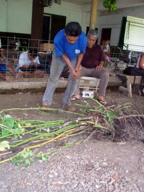 cutting-branches