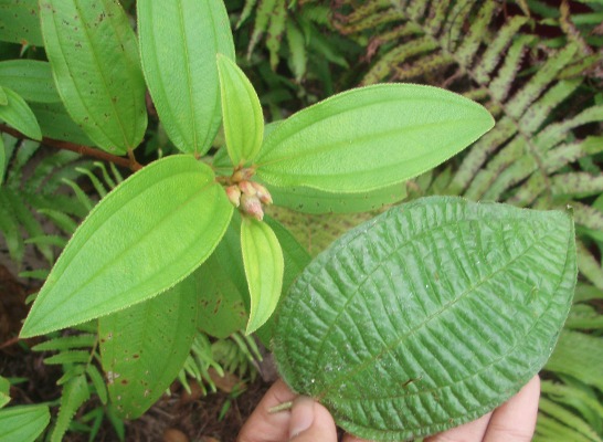 Pisetikimei - Melastoma malabathricum var. marianum