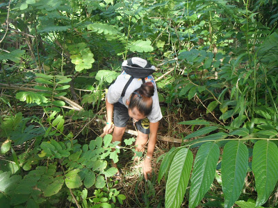 ethnobotanical gardening