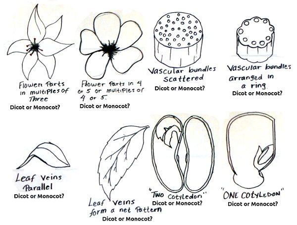 monocot and dicot features