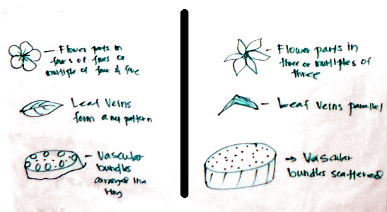monocot and dicot features