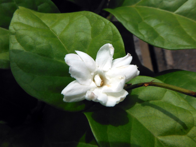 Jasminium sambac