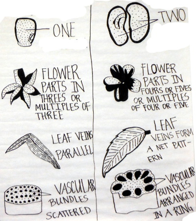 monocot and dicot features