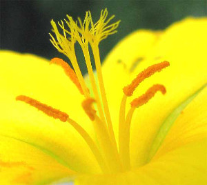 Turnera ulmifolia