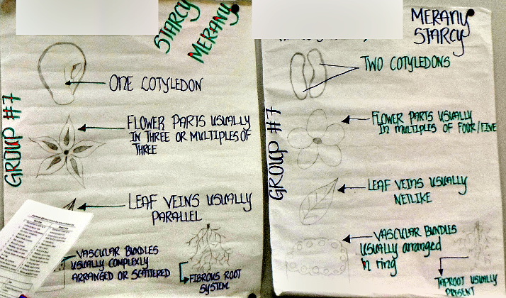 monocot and dicot features