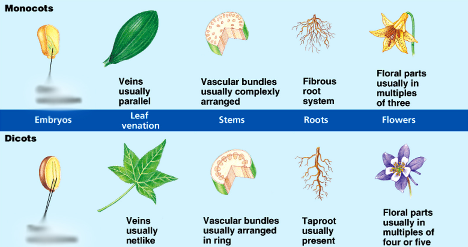 monocot and dicot features