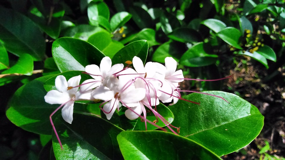 Ixora casei