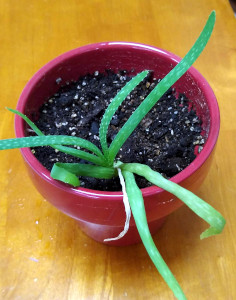 Aloe vera