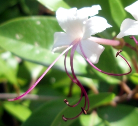 Clerodendrum inerme