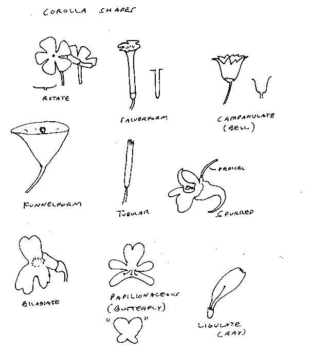 corolla shapes