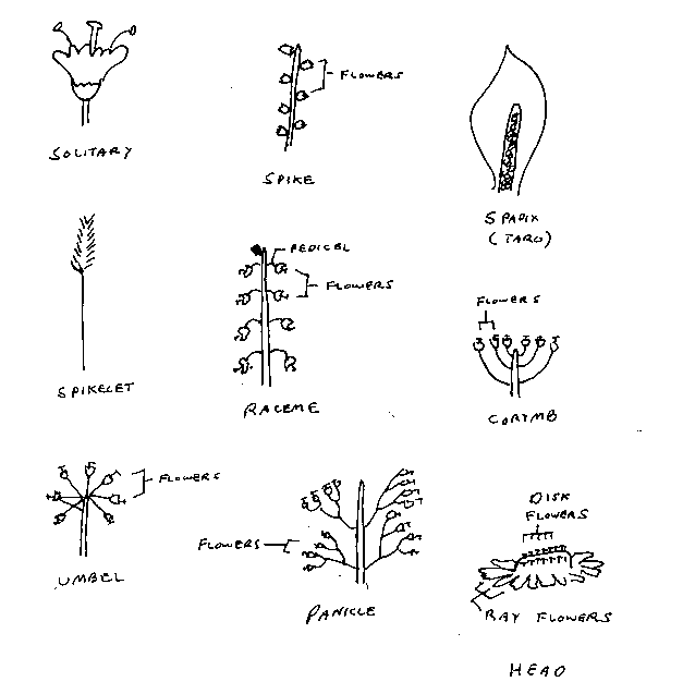 Inflorescence types
