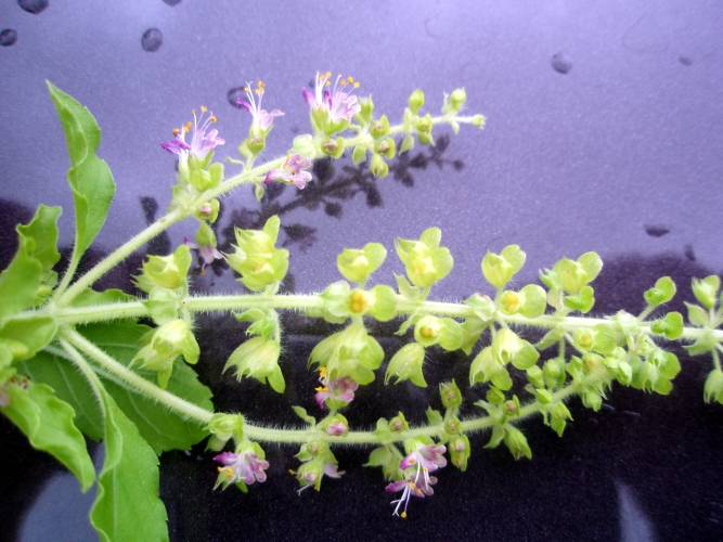 Ocimum tenuiflorum