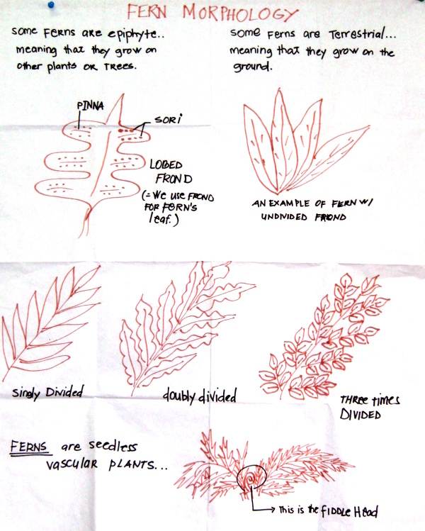fern morphology