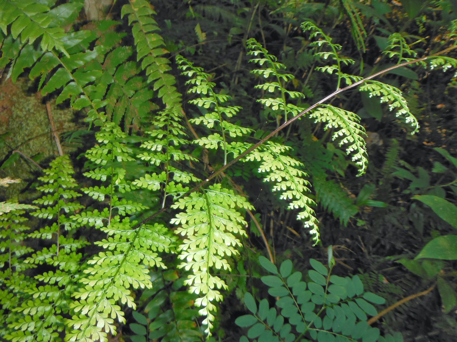 Asplenium laserpitiifolium