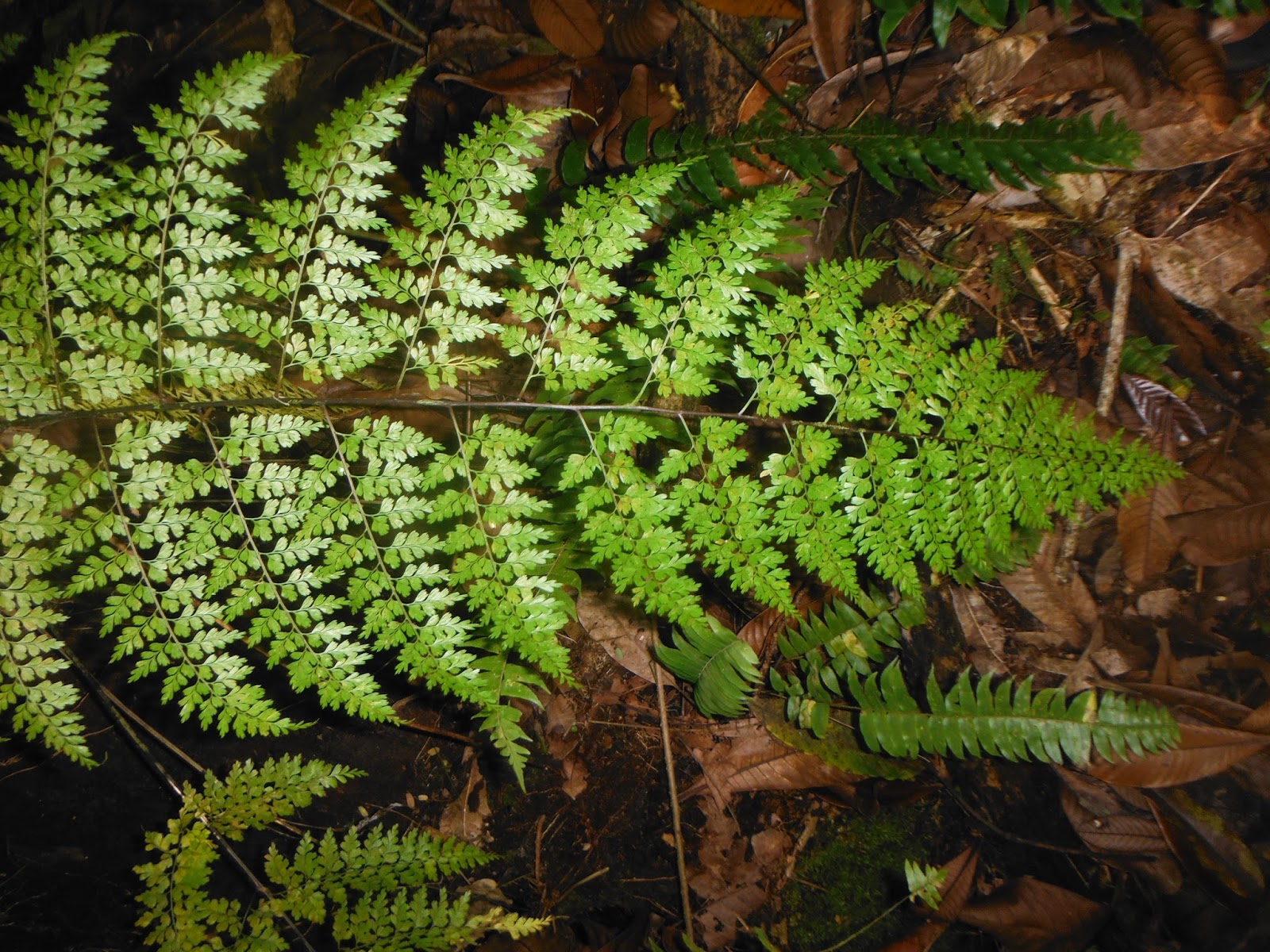 Asplenium laserpitiifolium