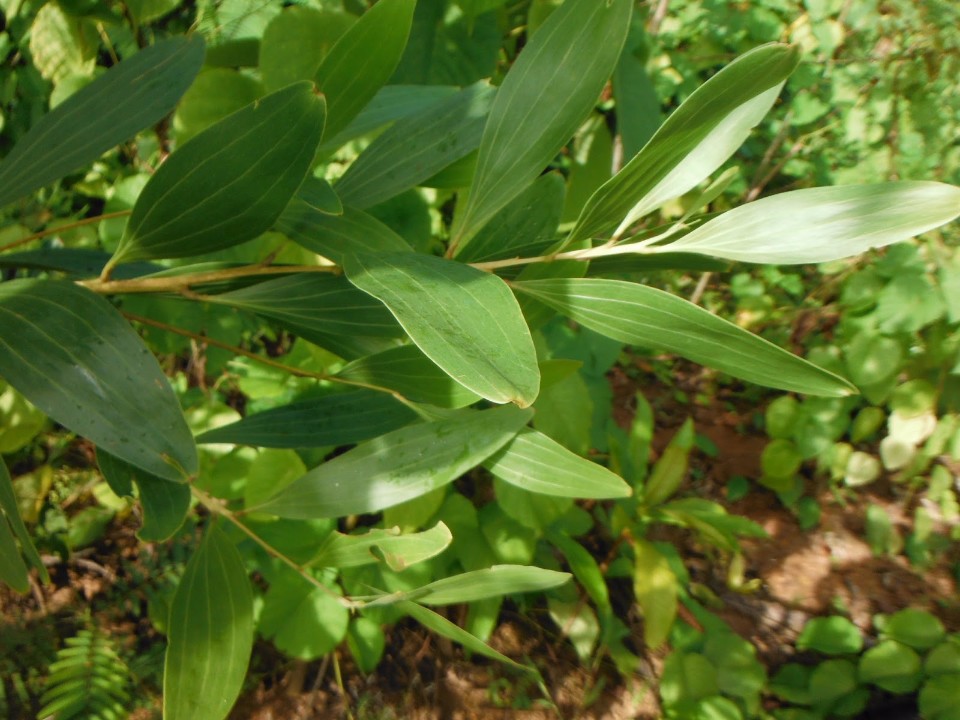 Acacia auriculiformis leaves on a younger tree