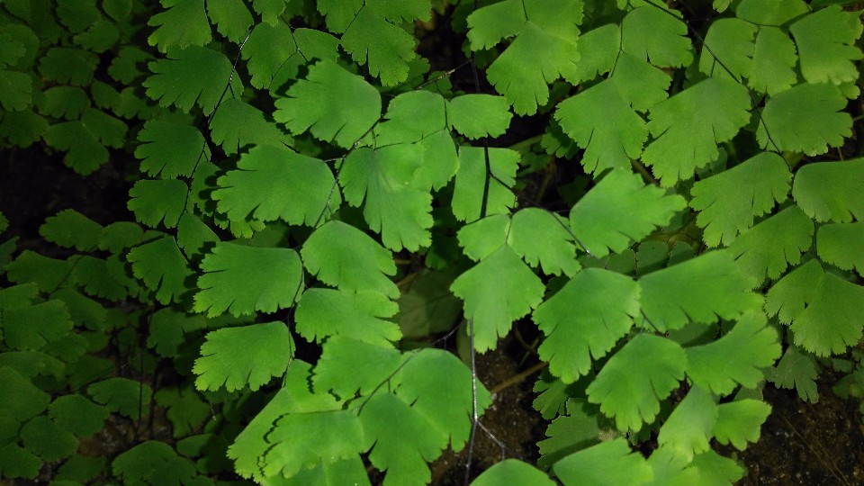 Adiantum spp. possibly Adiantum formosanum Tagawa or Adiantum palaoense C. Chr.