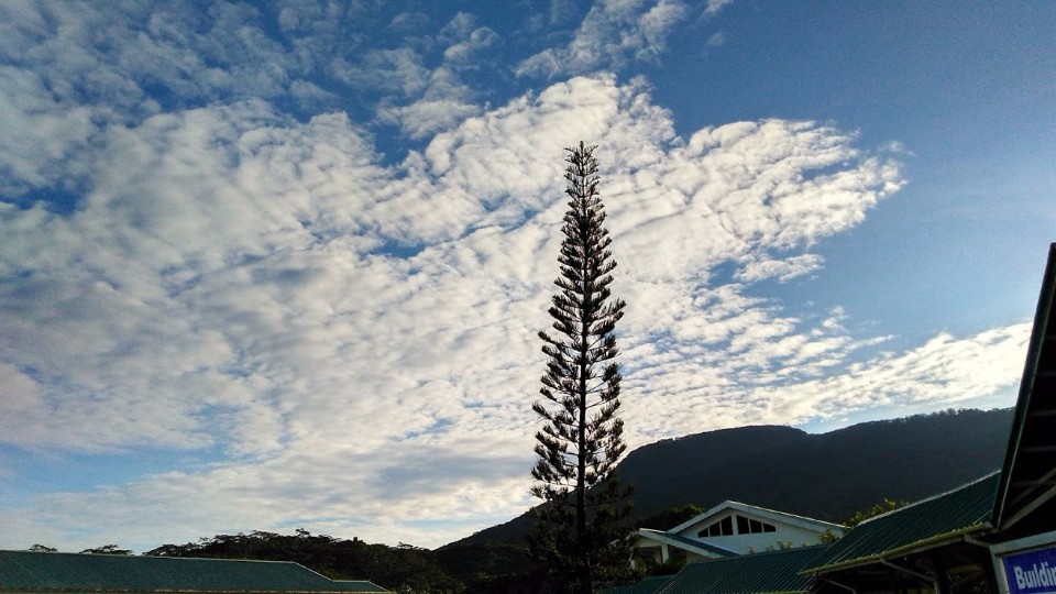 Araucaria columnaris