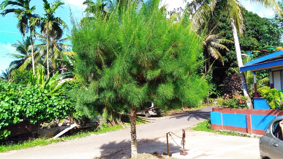 Casuarina equisetifolia