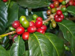 Coffea arabica coffee cherries