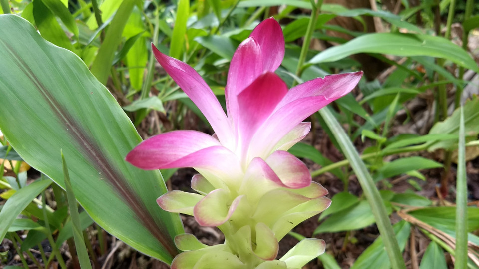 Curcuma longa