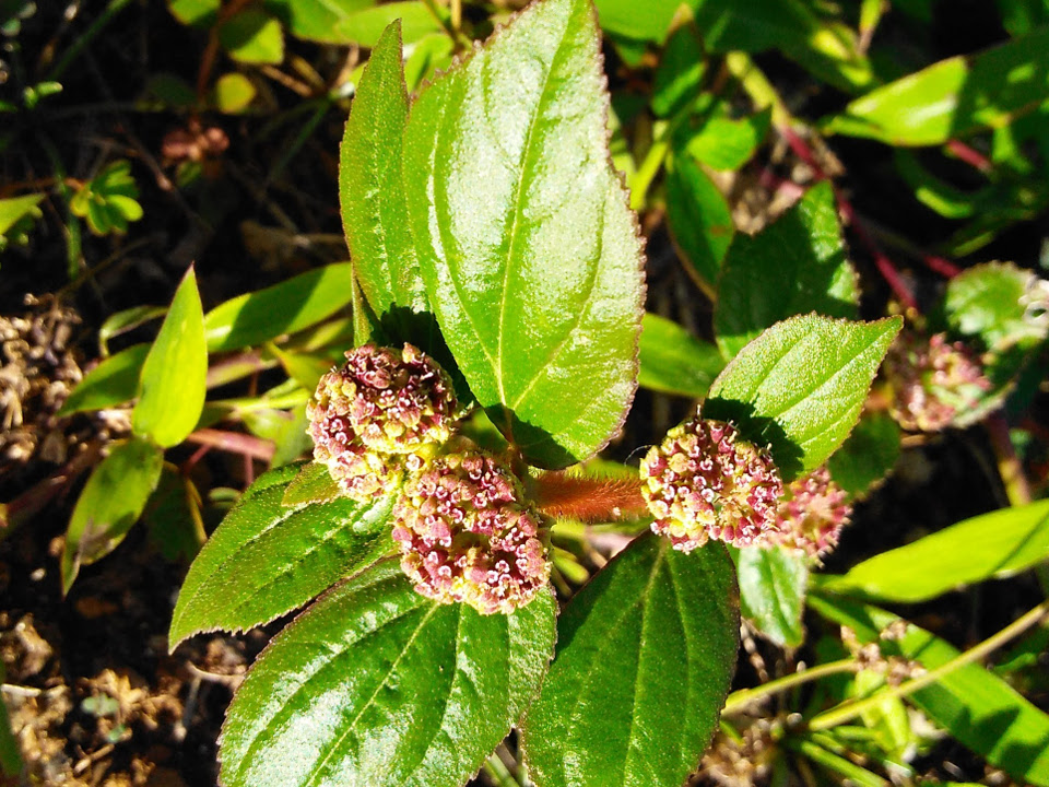 Euphorbia hirta