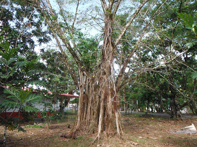 Ficus prolixa