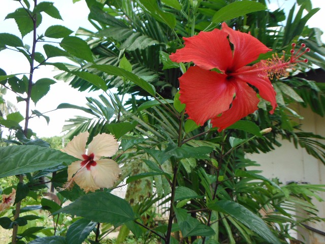 Hibiscus rosa-sinensis