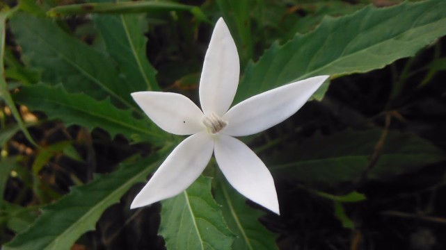 Hippobroma longiflora