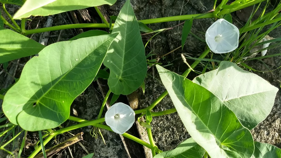 Ipomoea aquatica