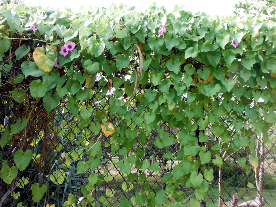 Ipomoea littoralis