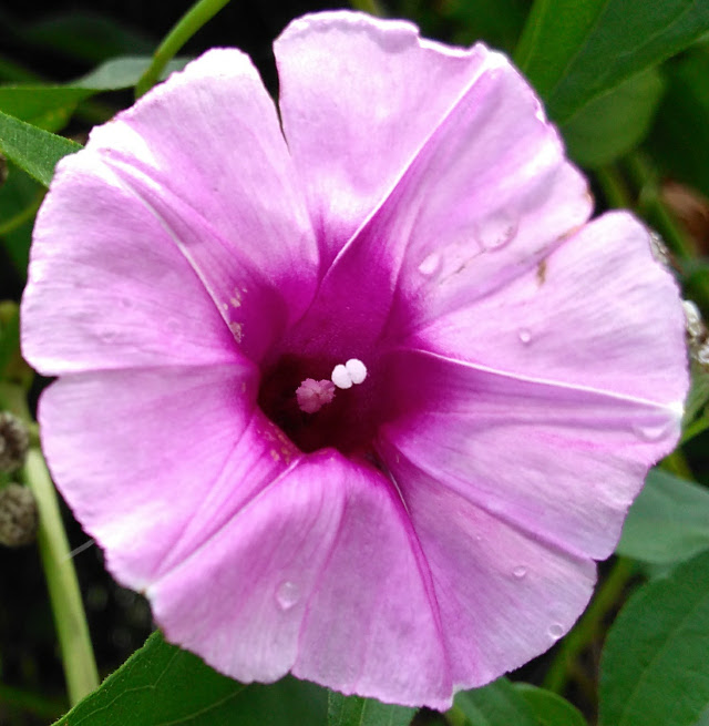 Ipomoea littoralis