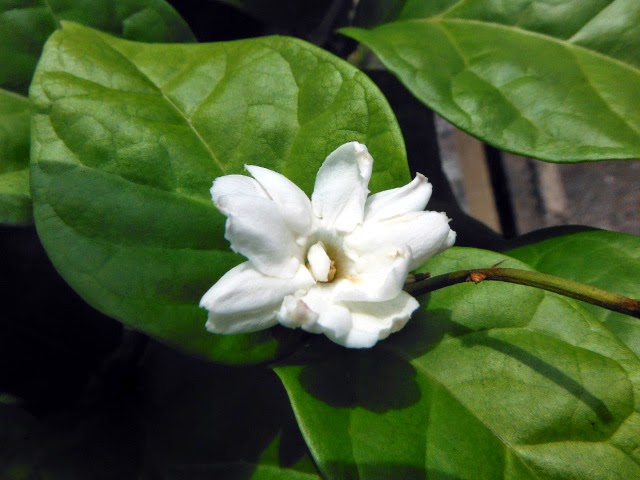 Jasminum sambac