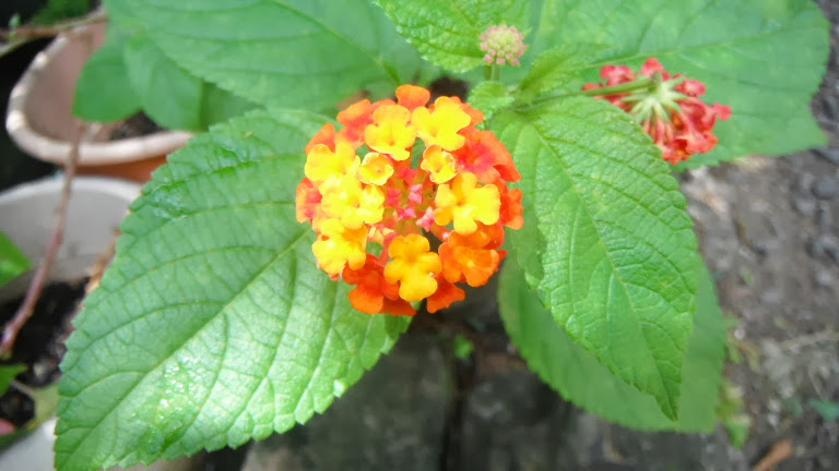 Lantana camara