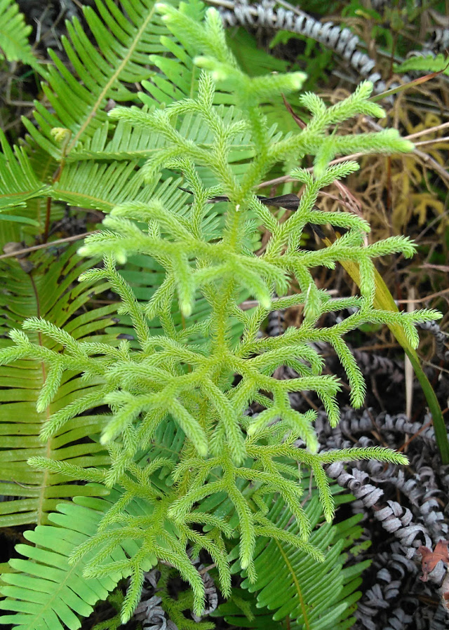 Lycopodiella cernua