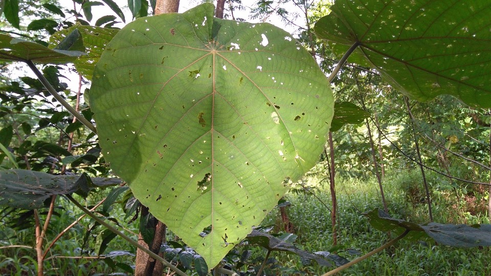 Macarange carolinensis