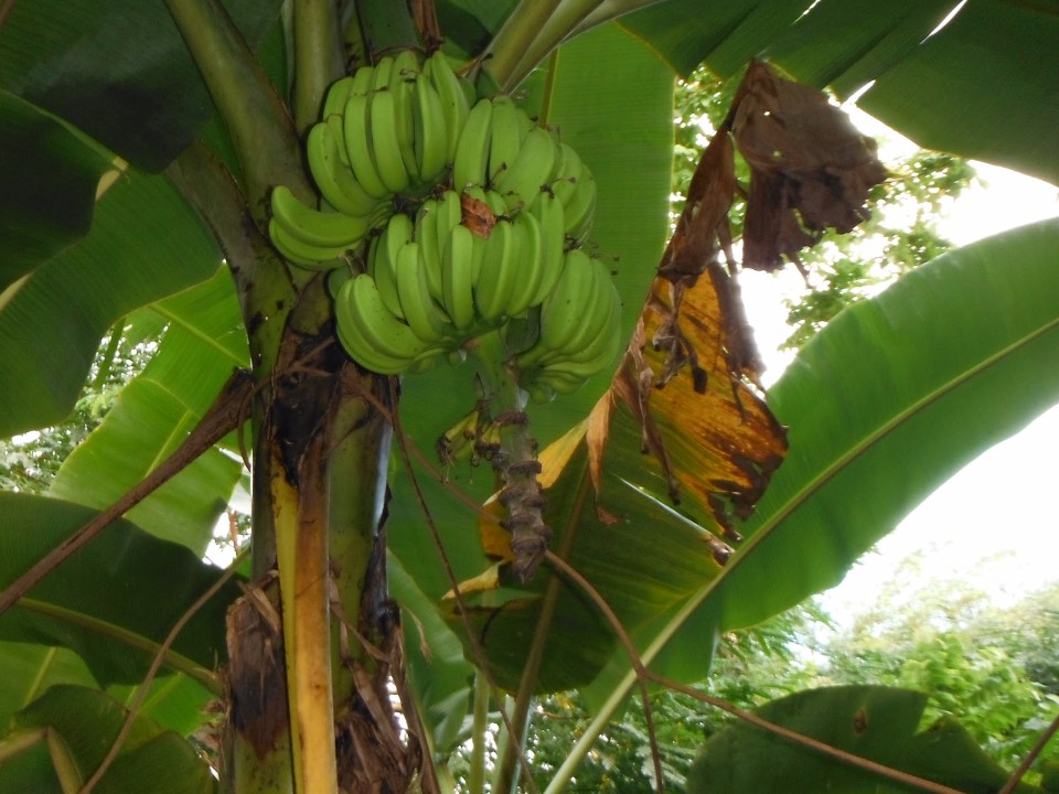 musa banana tree
