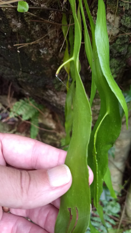 Ophioglossum pendulum