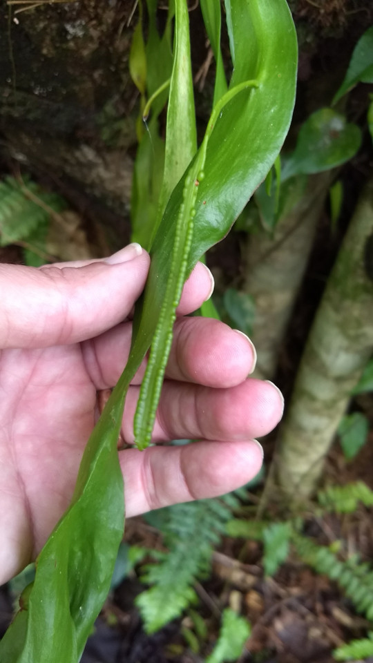 Ophioglossum pendulum