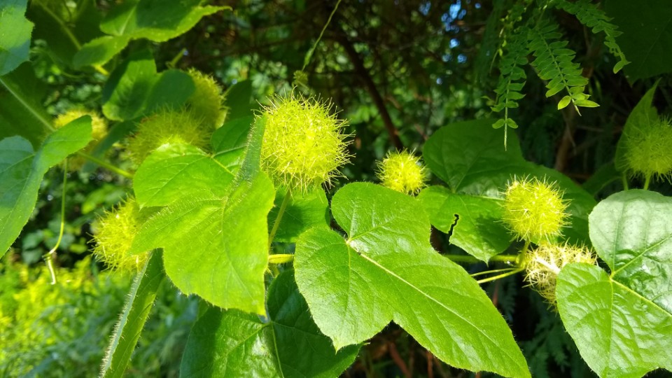 Passiflora foetida