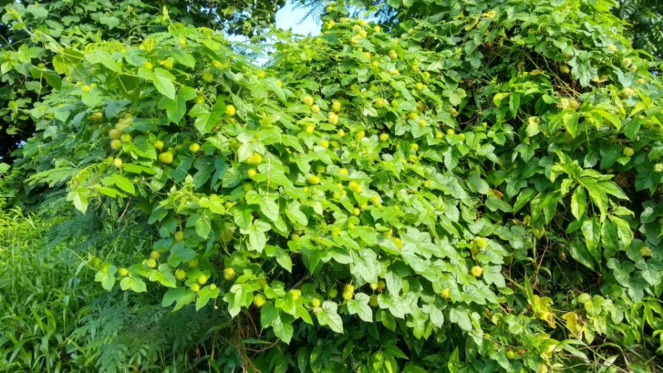 Passiflora foetida