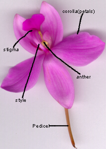 floral morphology
