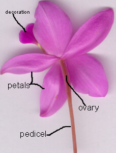 floral morphology