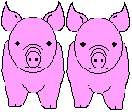 Adult pig pair