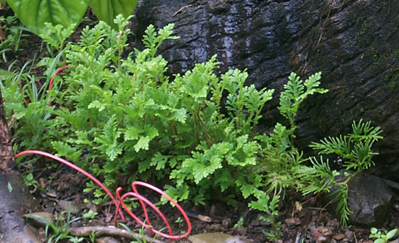 Selaginella growing in Dana's front yard.