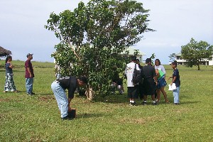 Students examining a tree