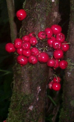 Eugenia spp. wild apple?